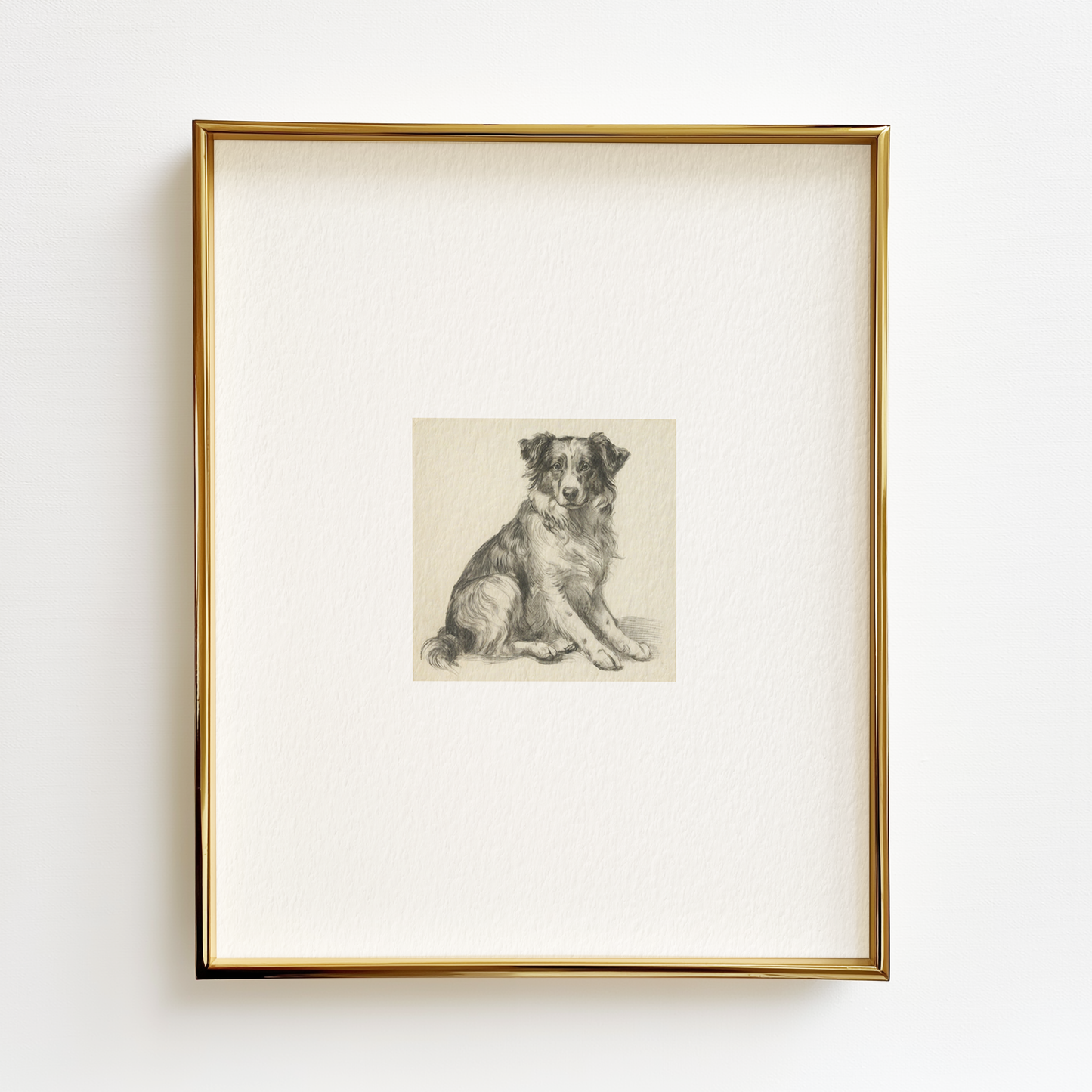 Australian Shepherd Edition .02