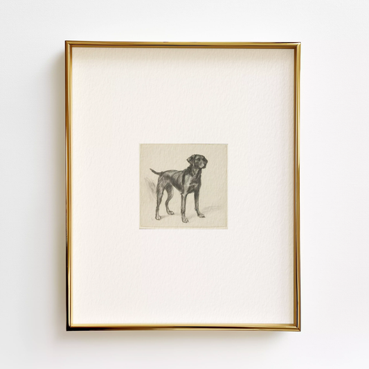 Labrador Edition .01