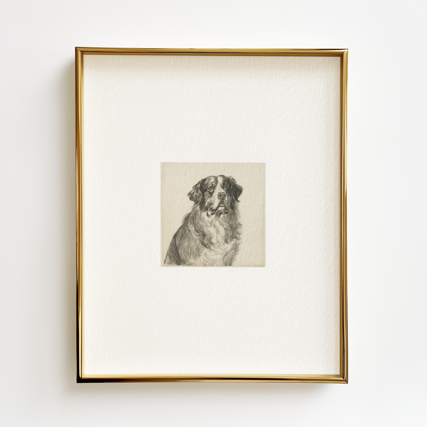 Bernese Mountain Dog Edition .01