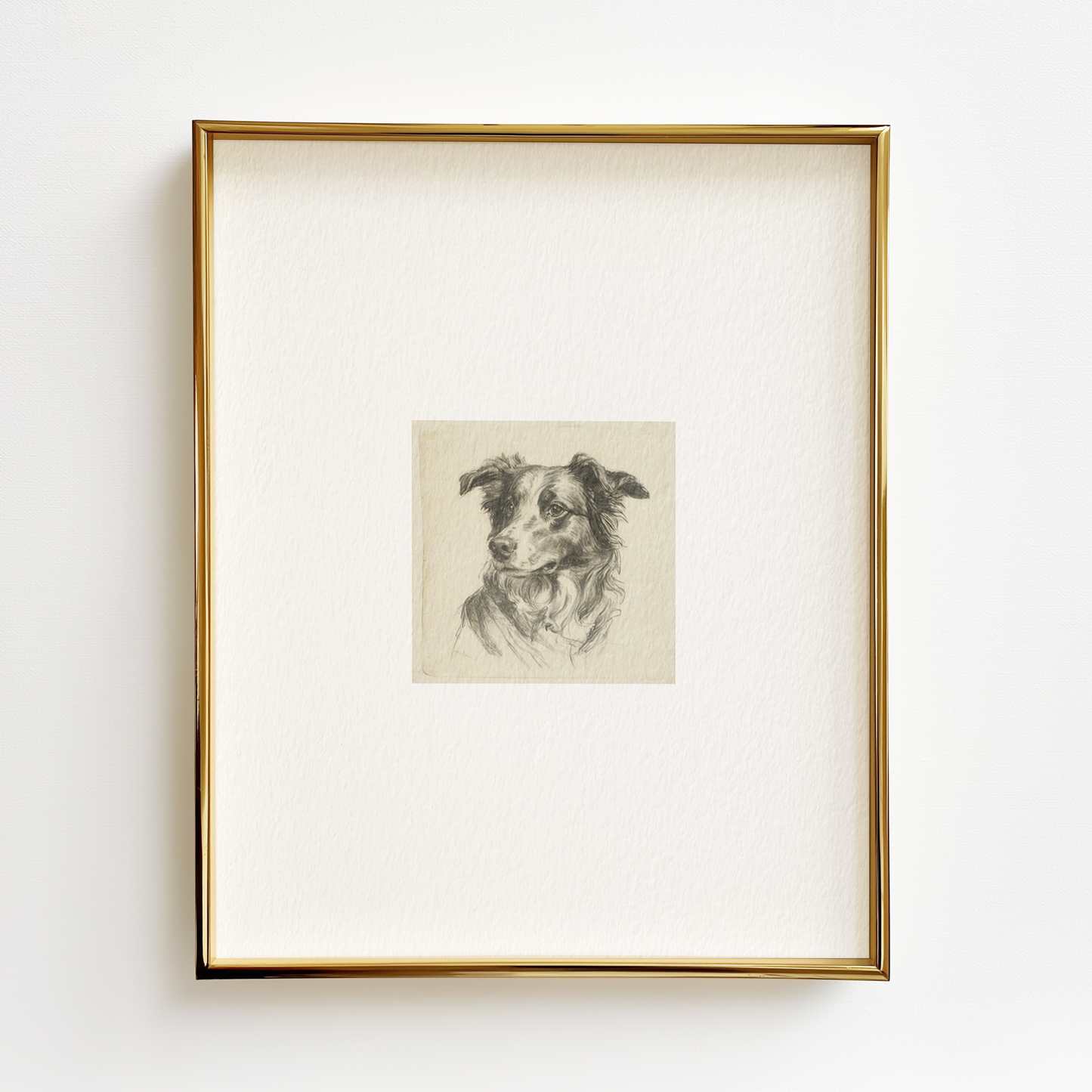 Border Collie Edition .02