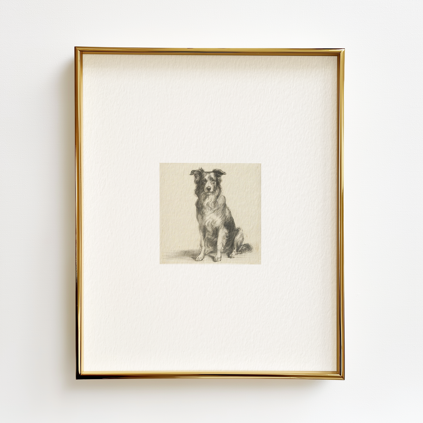 Border Collie Edition .02