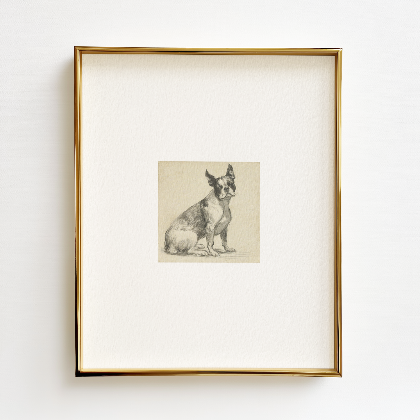 Boston Terrier Edition .02