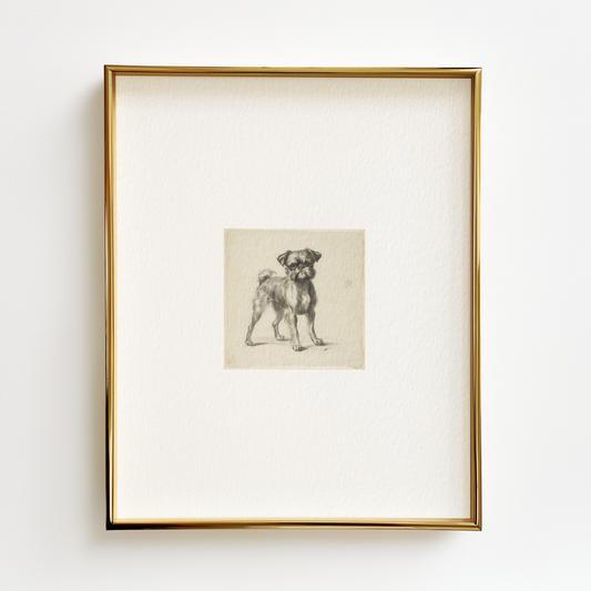 Brussels Griffon Edition .03