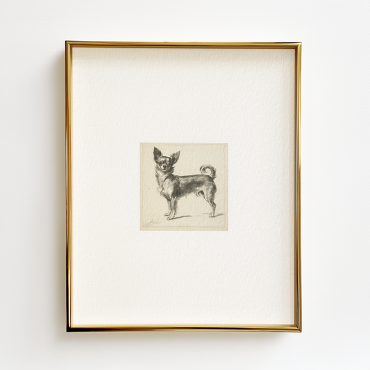 Chihuahua Edition .03