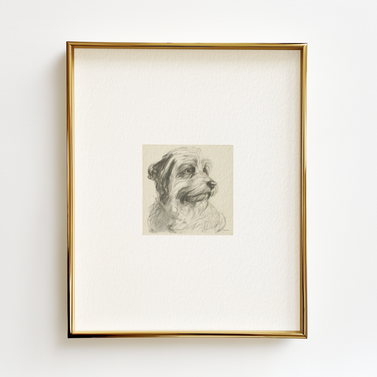 Coton de Tulear Edition .01