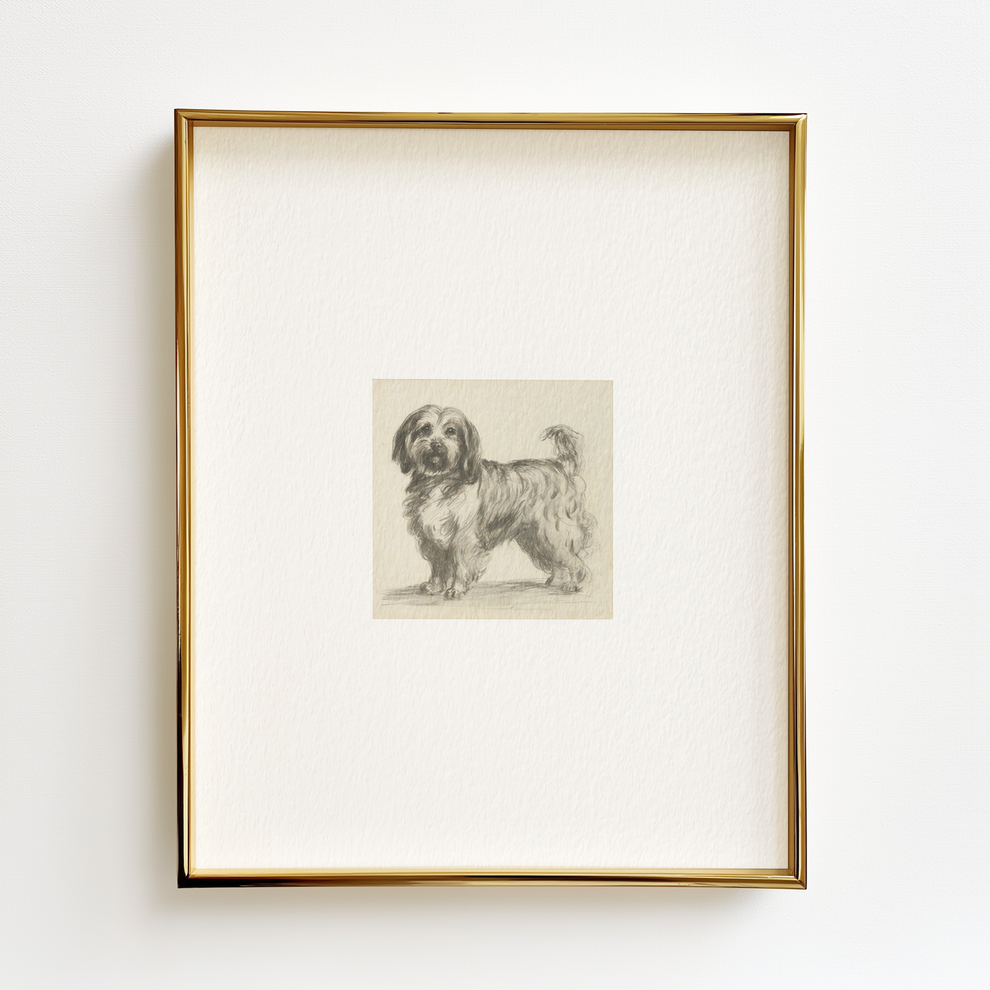 Coton de Tulear Edition .03