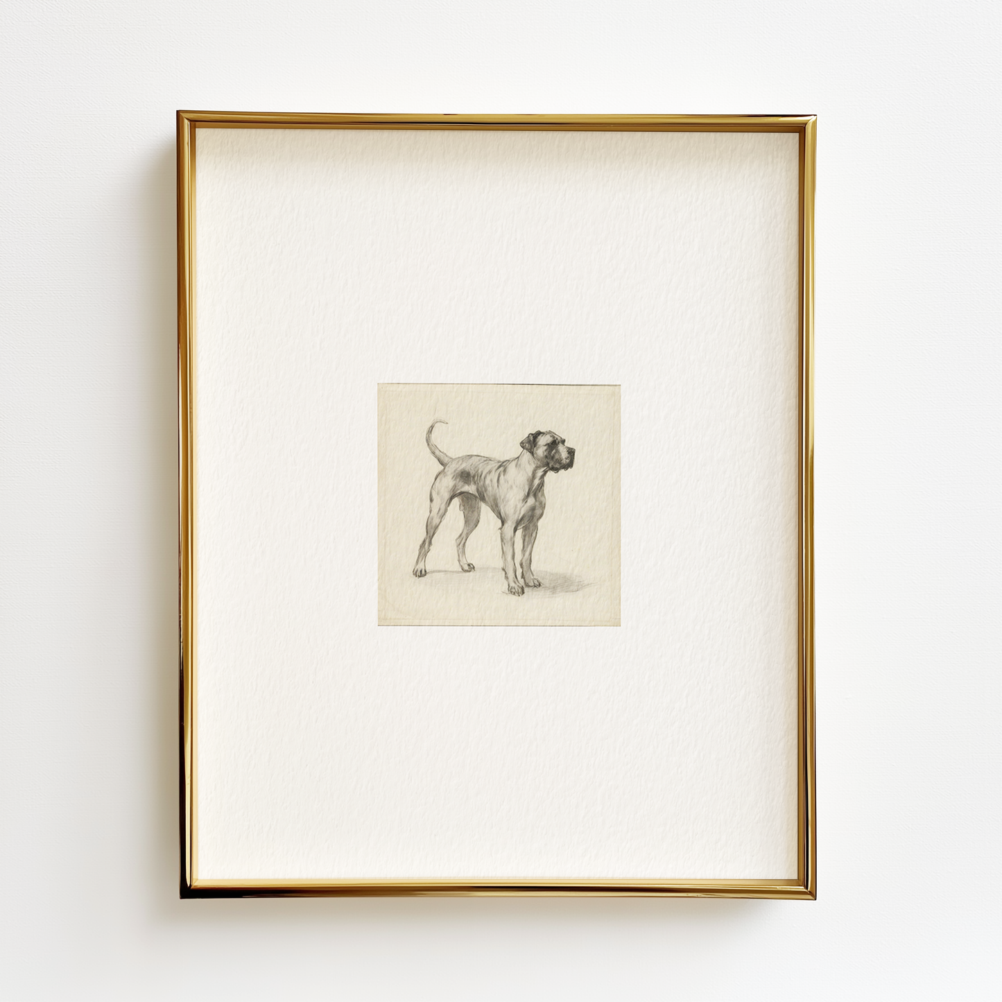 Dogo Argentino Edition .03