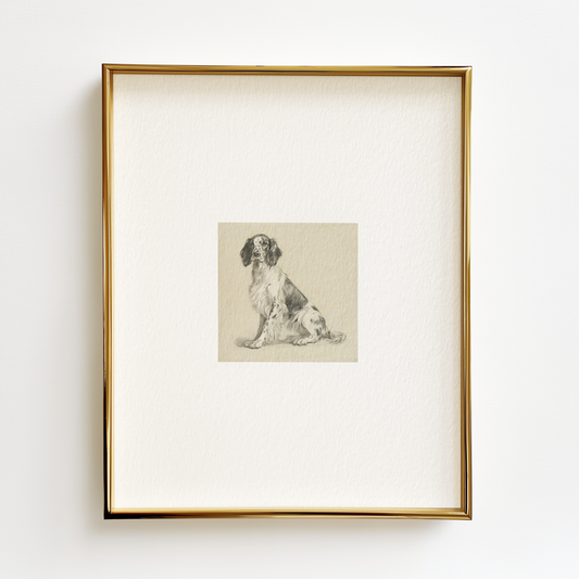 English Setter Edition .02