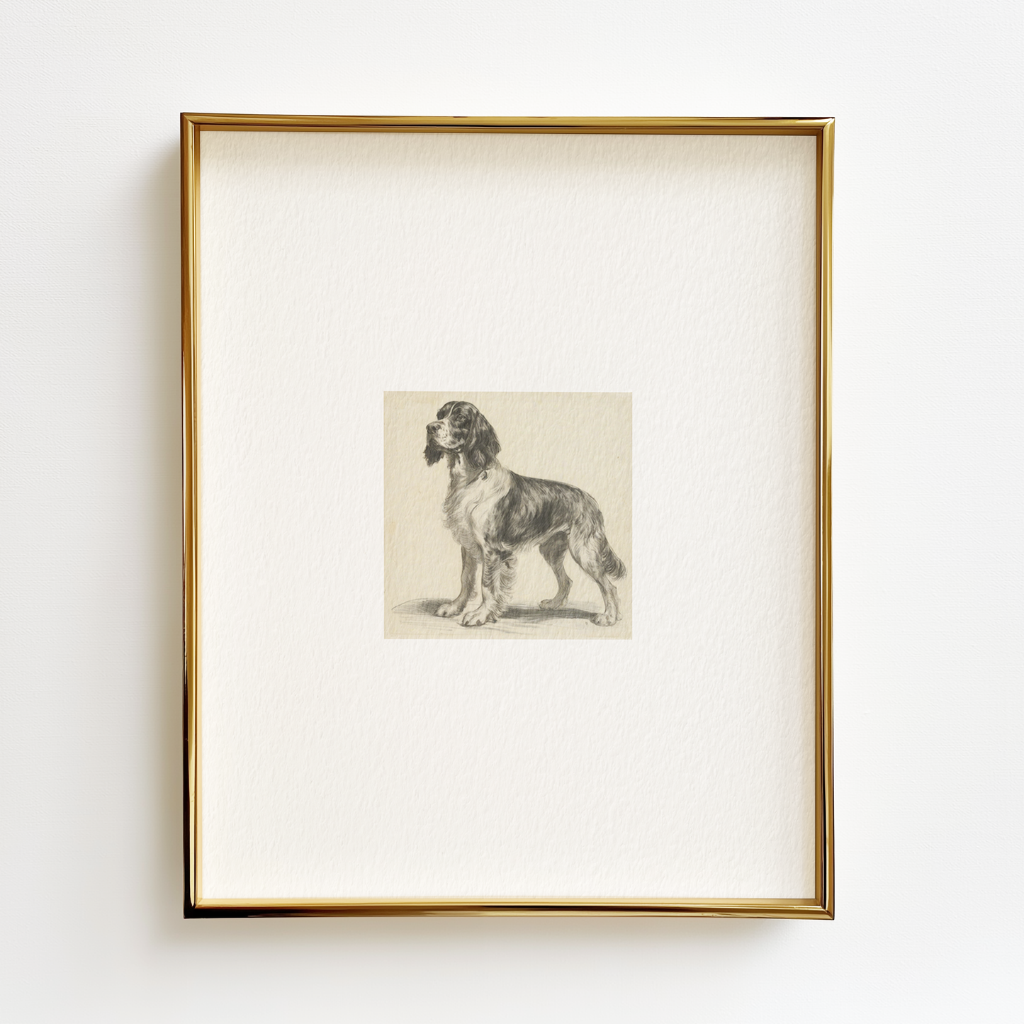 English Springer Spaniel Edition .03