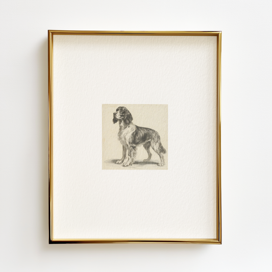 English Springer Spaniel Edition .03