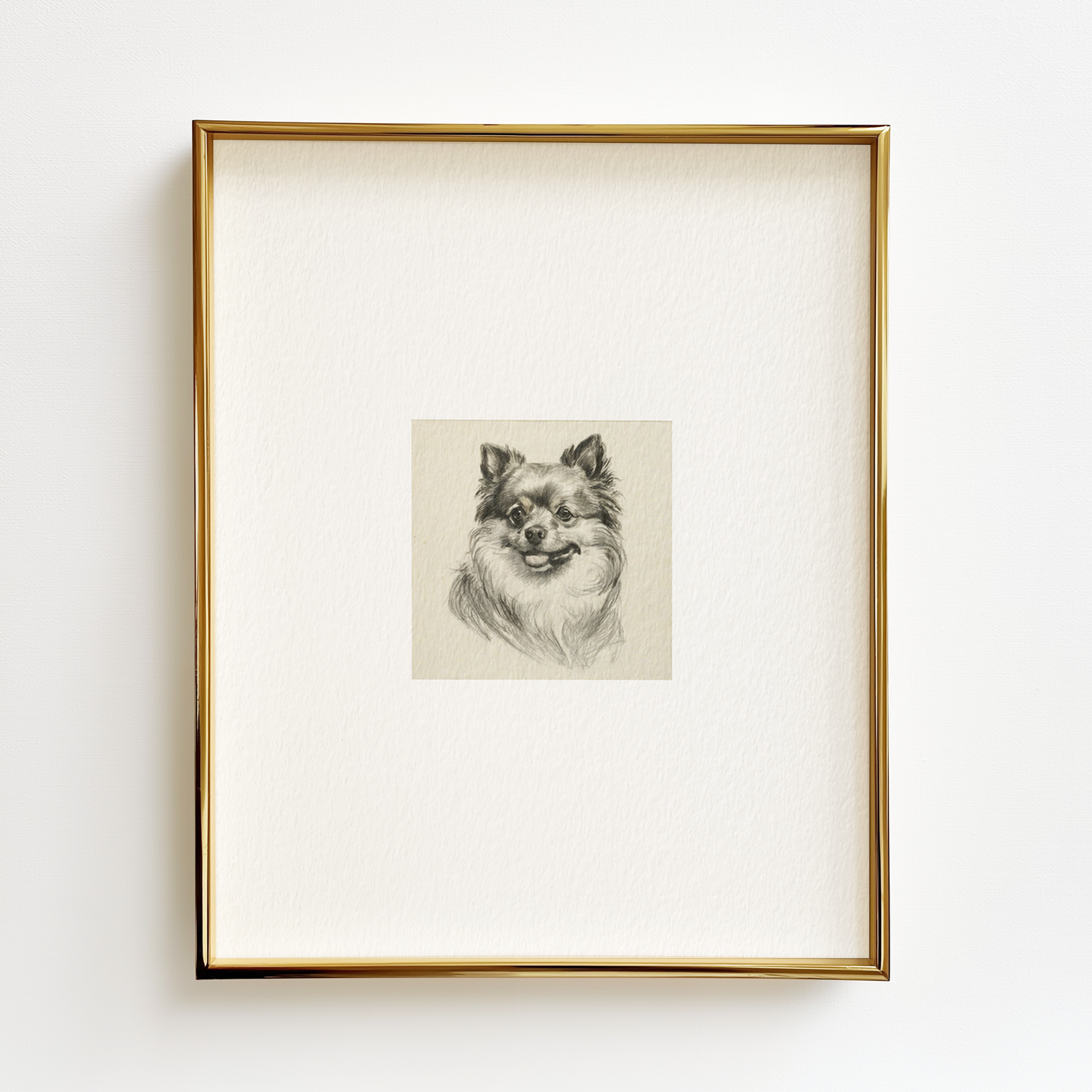 Pomeranian Edition .01