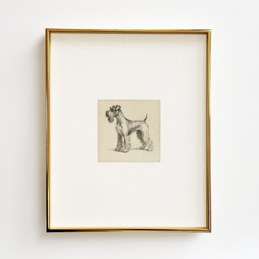 Schnauzer Edition .02