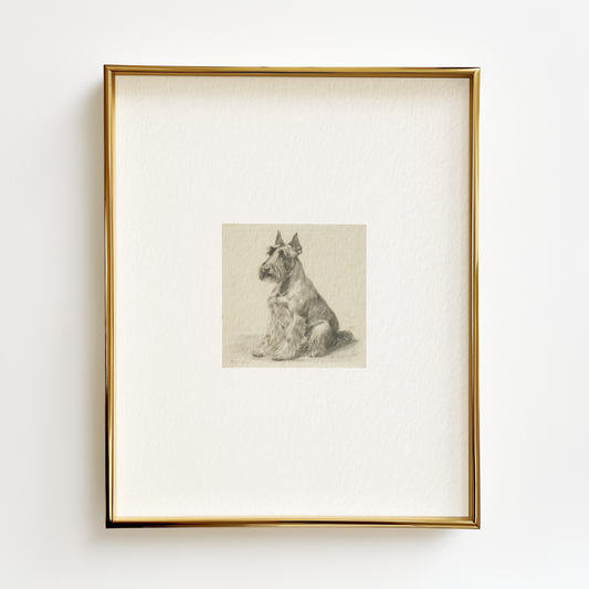 Scottish Terrier Edition .02