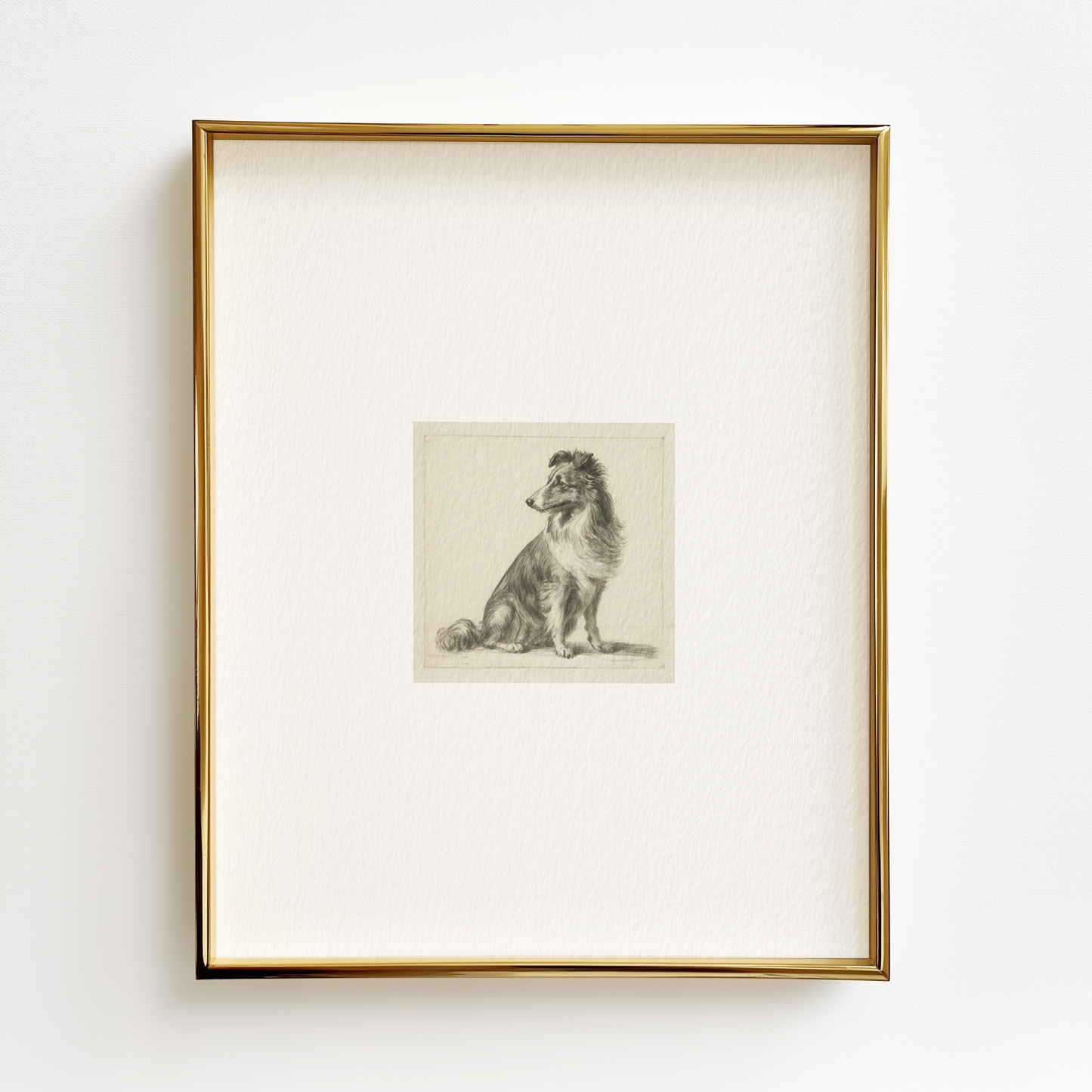 Shetland Sheepdog Edition .02