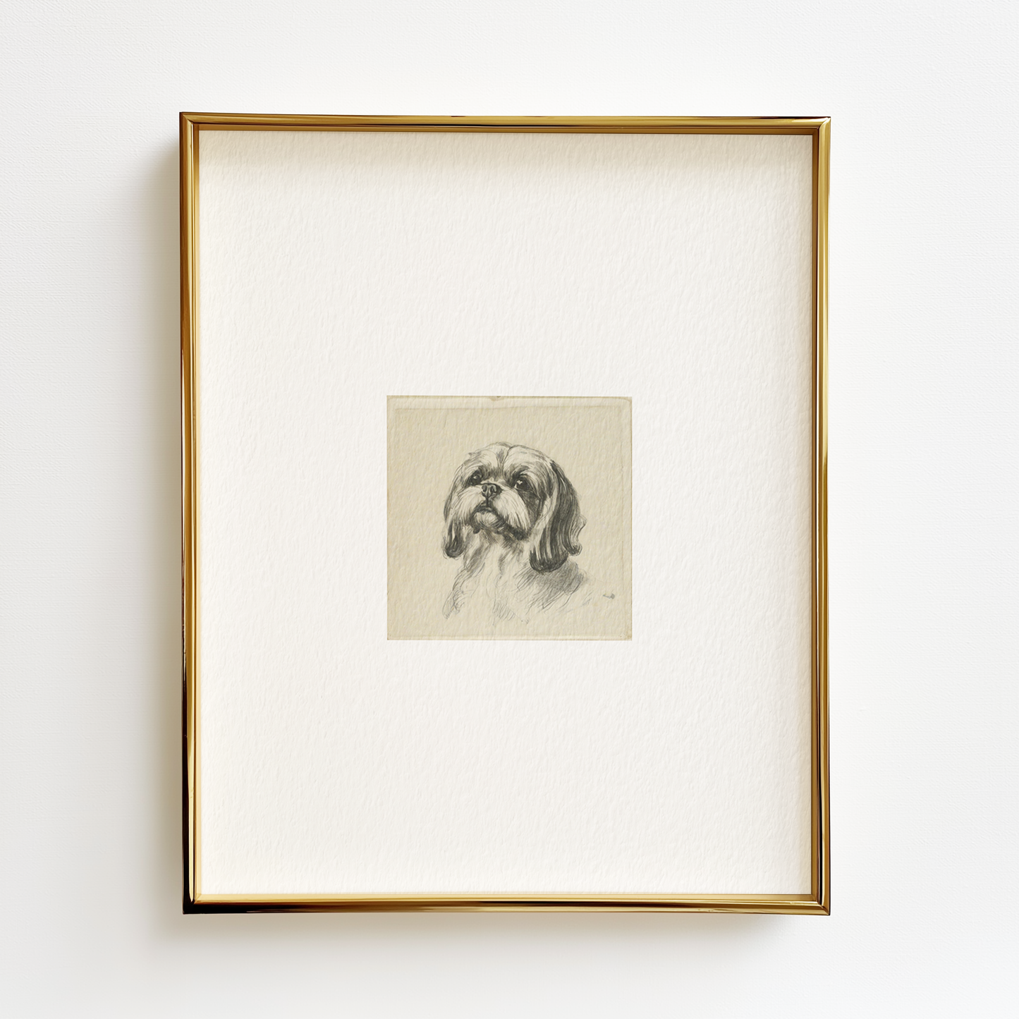 Shih Tzu Edition .01