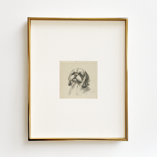 Shih Tzu Edition .01