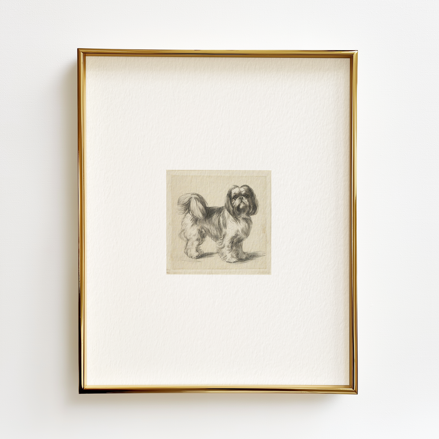 Shih Tzu Edition .03