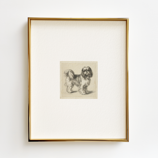 Shih Tzu Edition .03