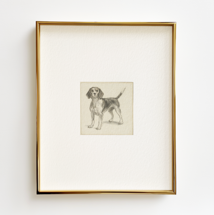Beagle