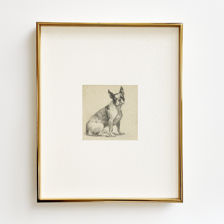 Boston Terrier
