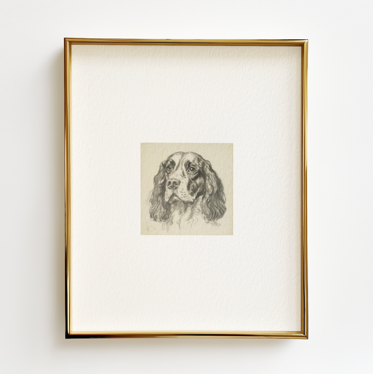 English Springer Spaniel
