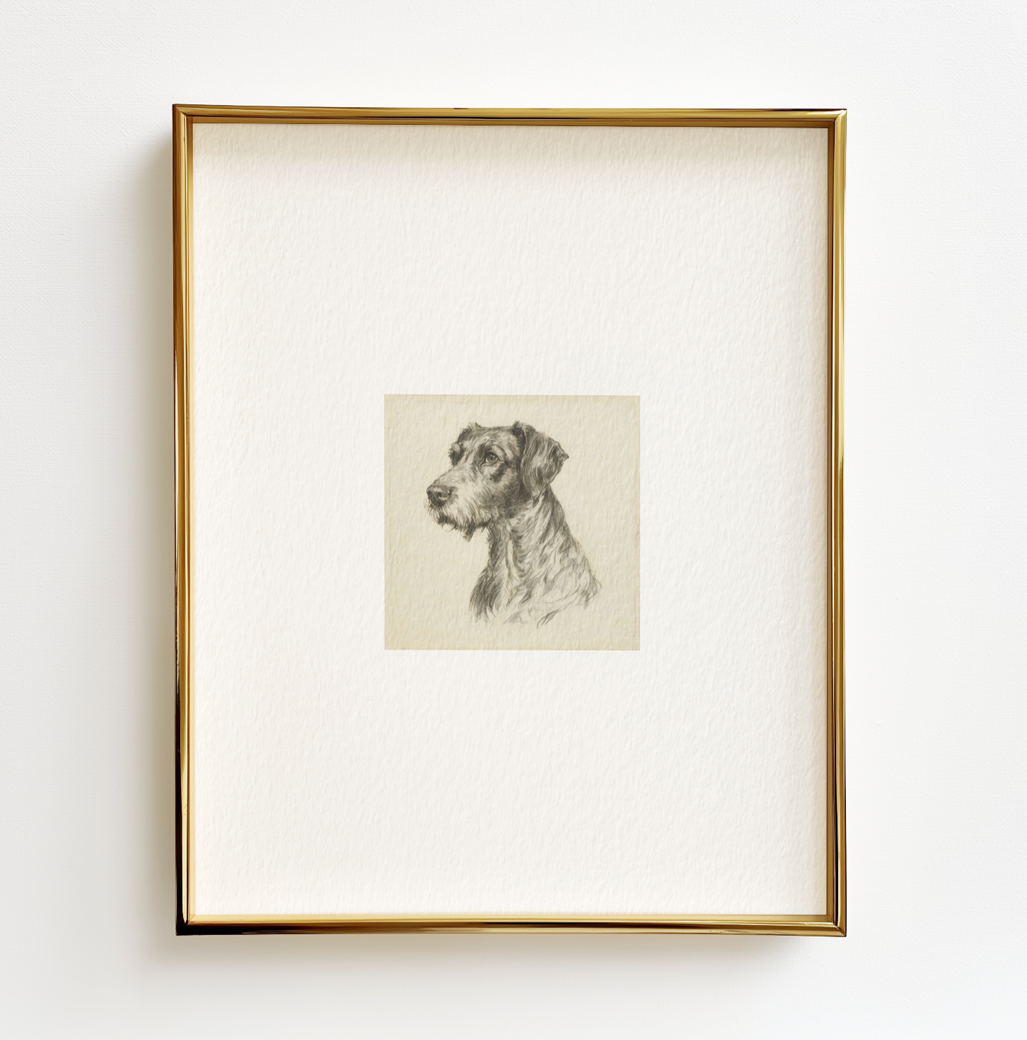 German Wirehaired Pointer