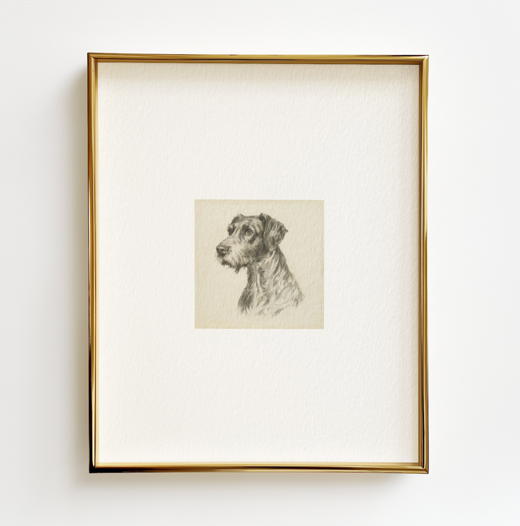 German Wirehaired Pointer