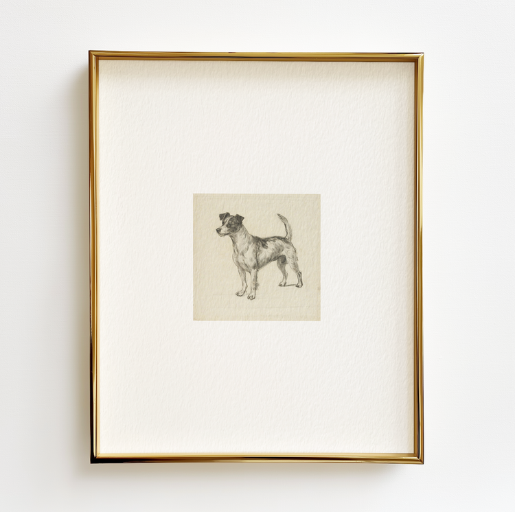 Jack Russell Terrier