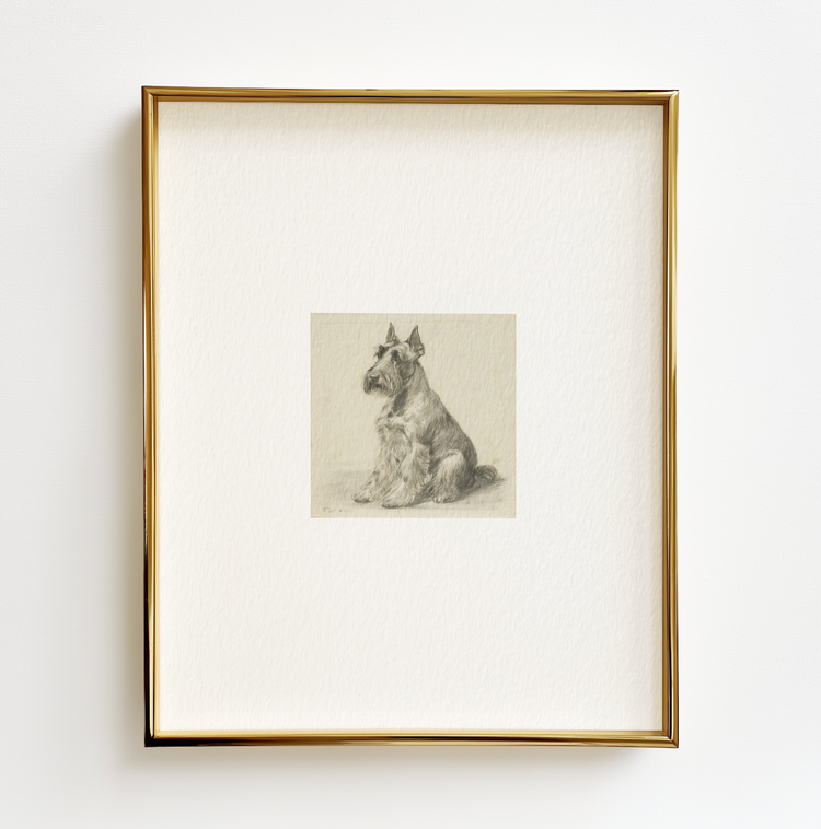 Scottish Terrier