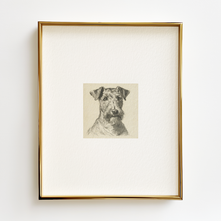 Welsh Terrier