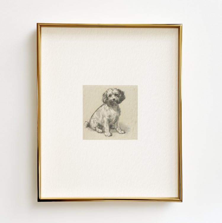 Bichon