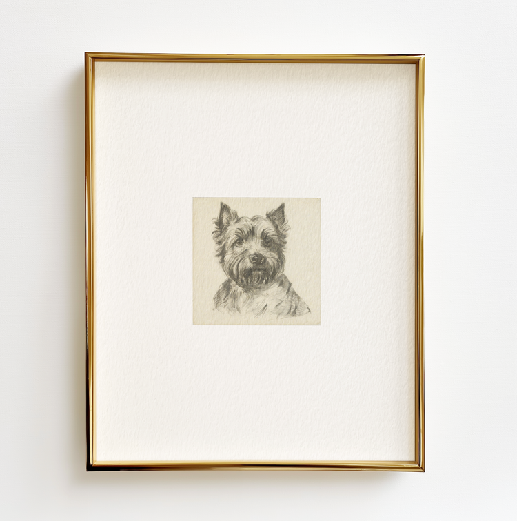 West Highland Terrier