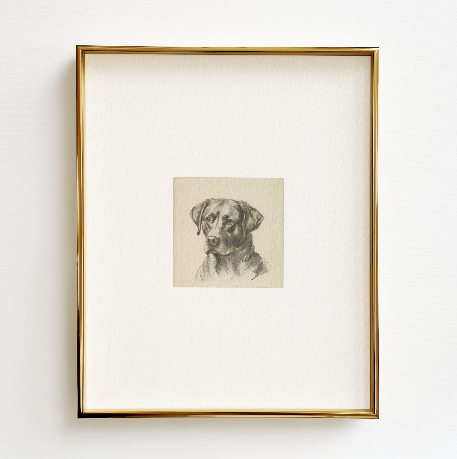 Chocolate Labrador Retriever