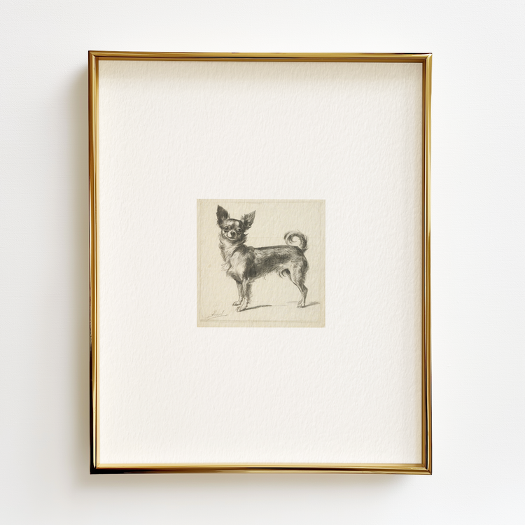 Chihuahua