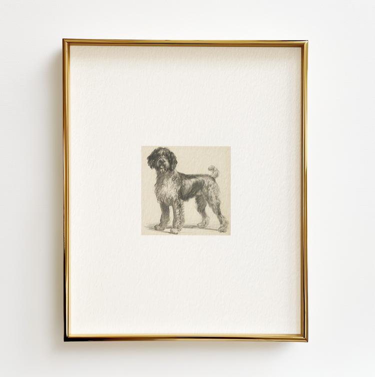 Portuguese Water Dog