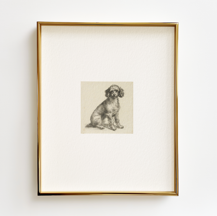 Toy Poodle