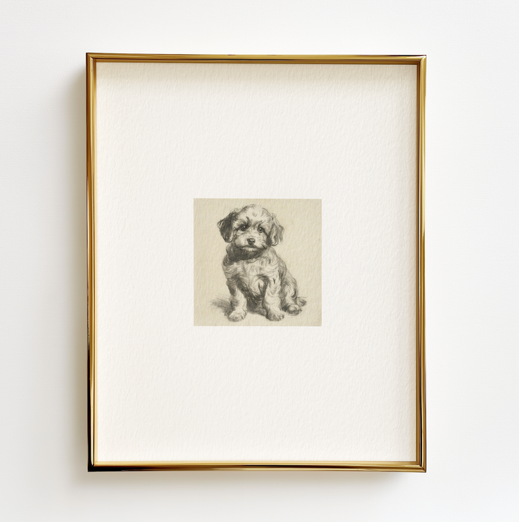 Maltipoo