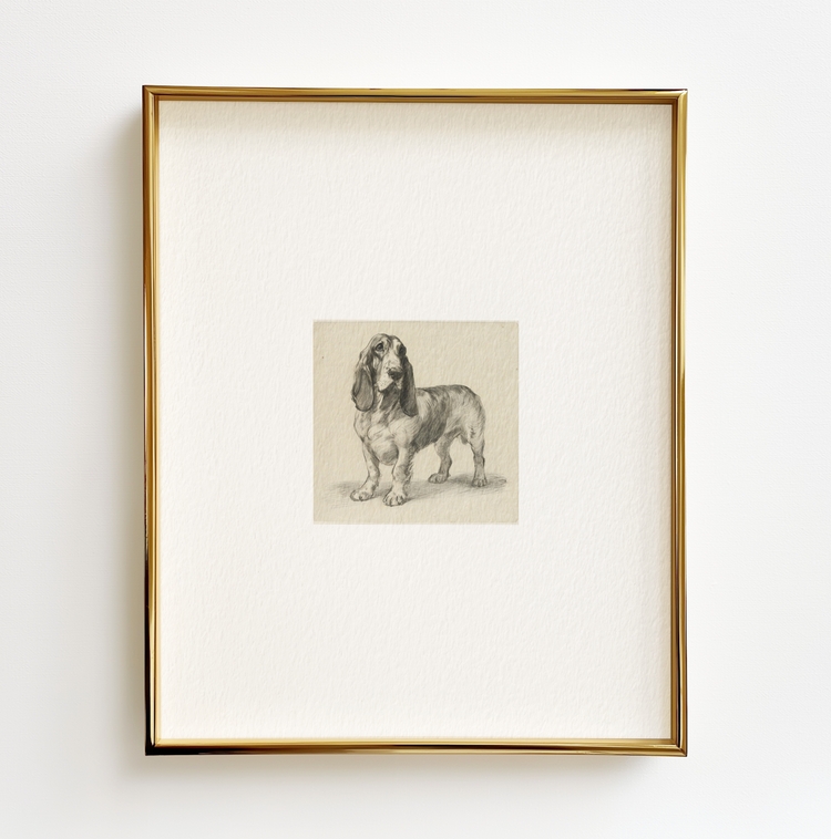Basset Hound