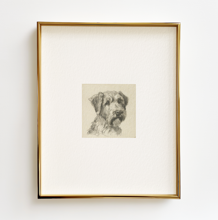 Soft-Coated Wheaten Terrier