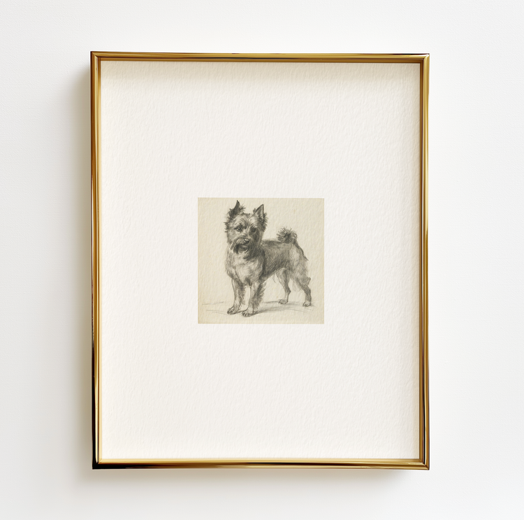 Cairn Terrier