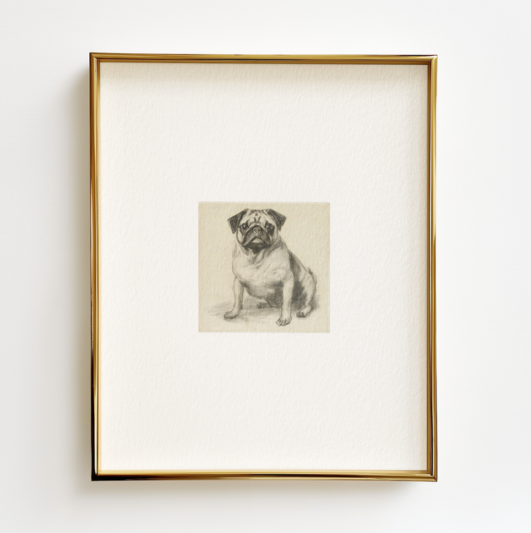 Pug