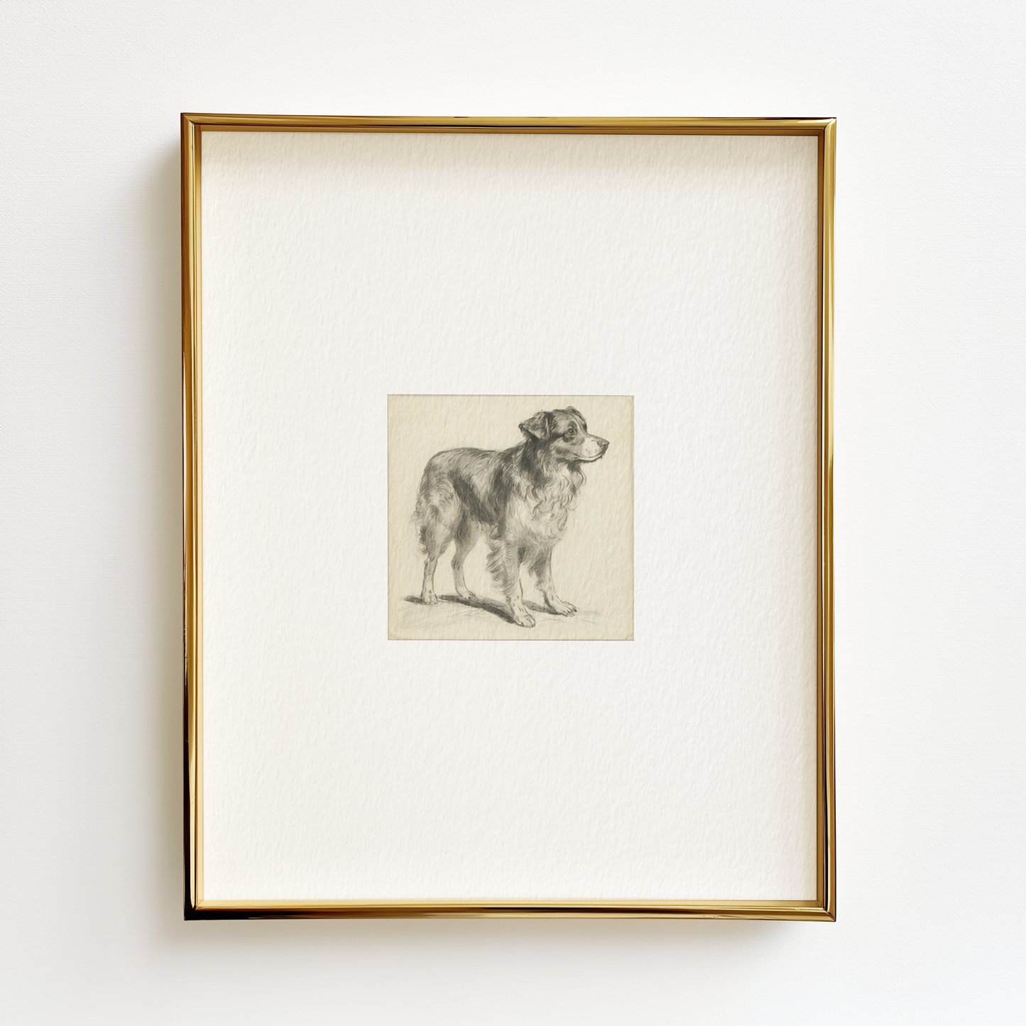 Australian Shepherd Edition .03