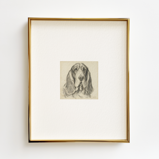 Basset Hound Edition .01