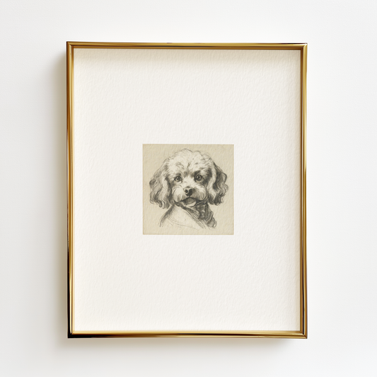 Bichon Frise Edition .01