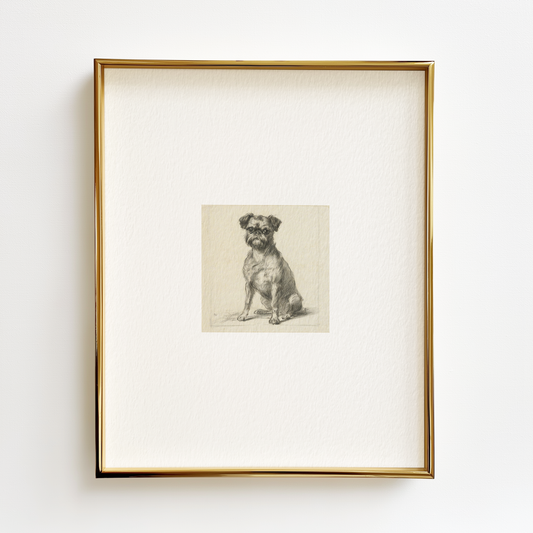 Brussels Griffon Edition .02