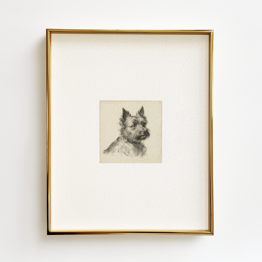 Cairn Terrier Edition .01