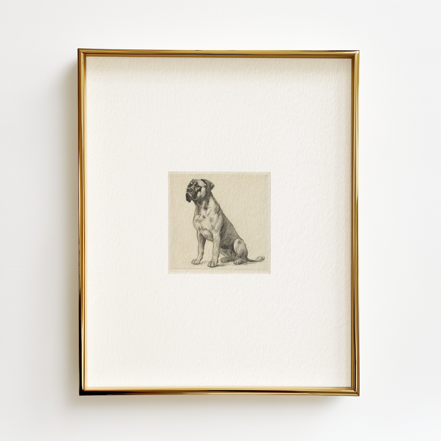 Cane Corso Edition .02