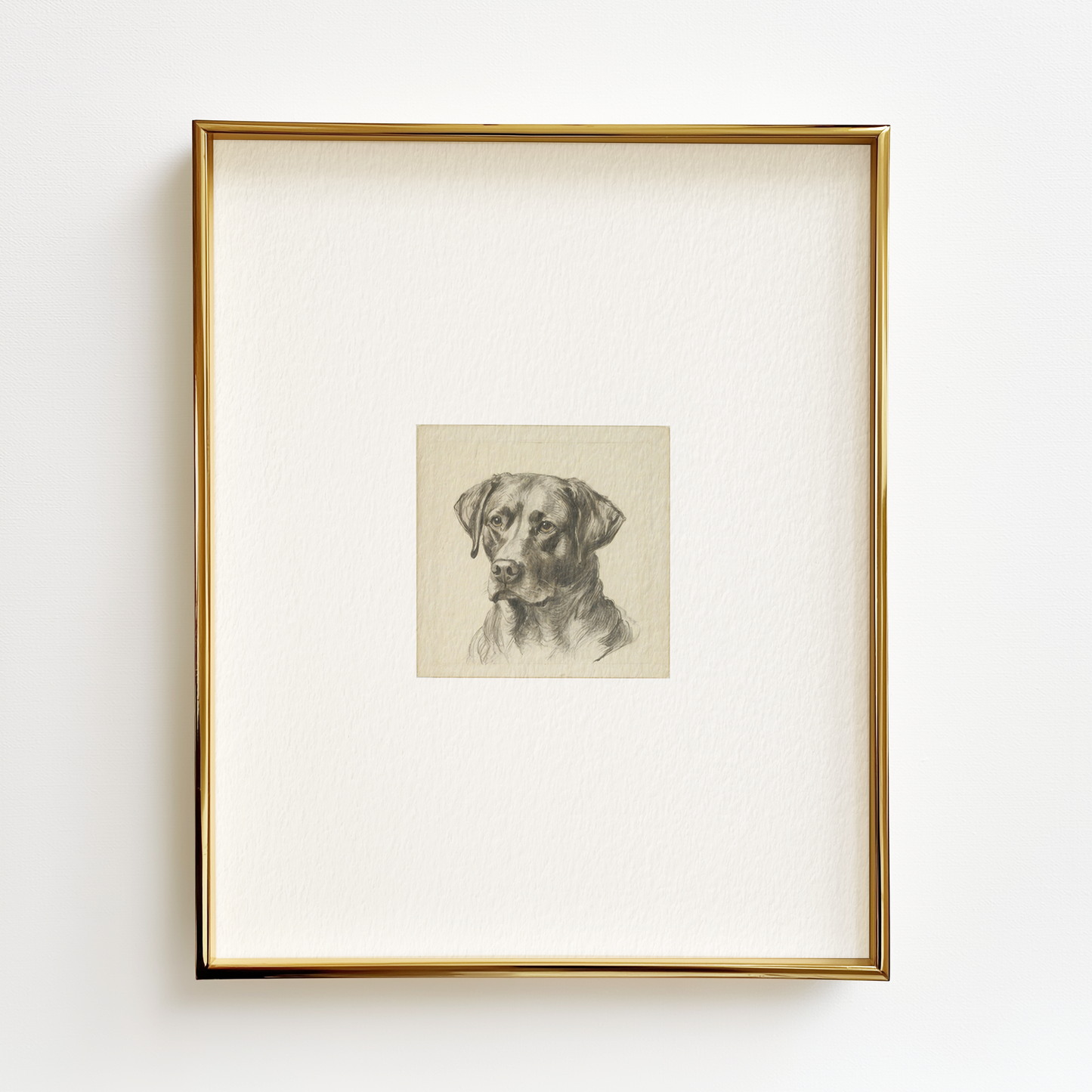 Chocolate Labrador Edition .01