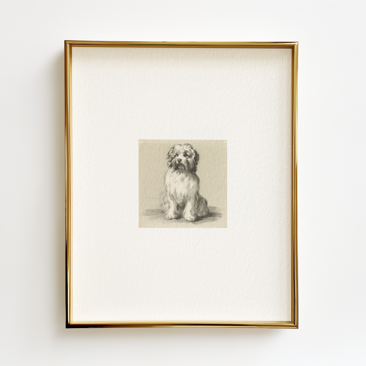 Coton de Tulear Edition .02