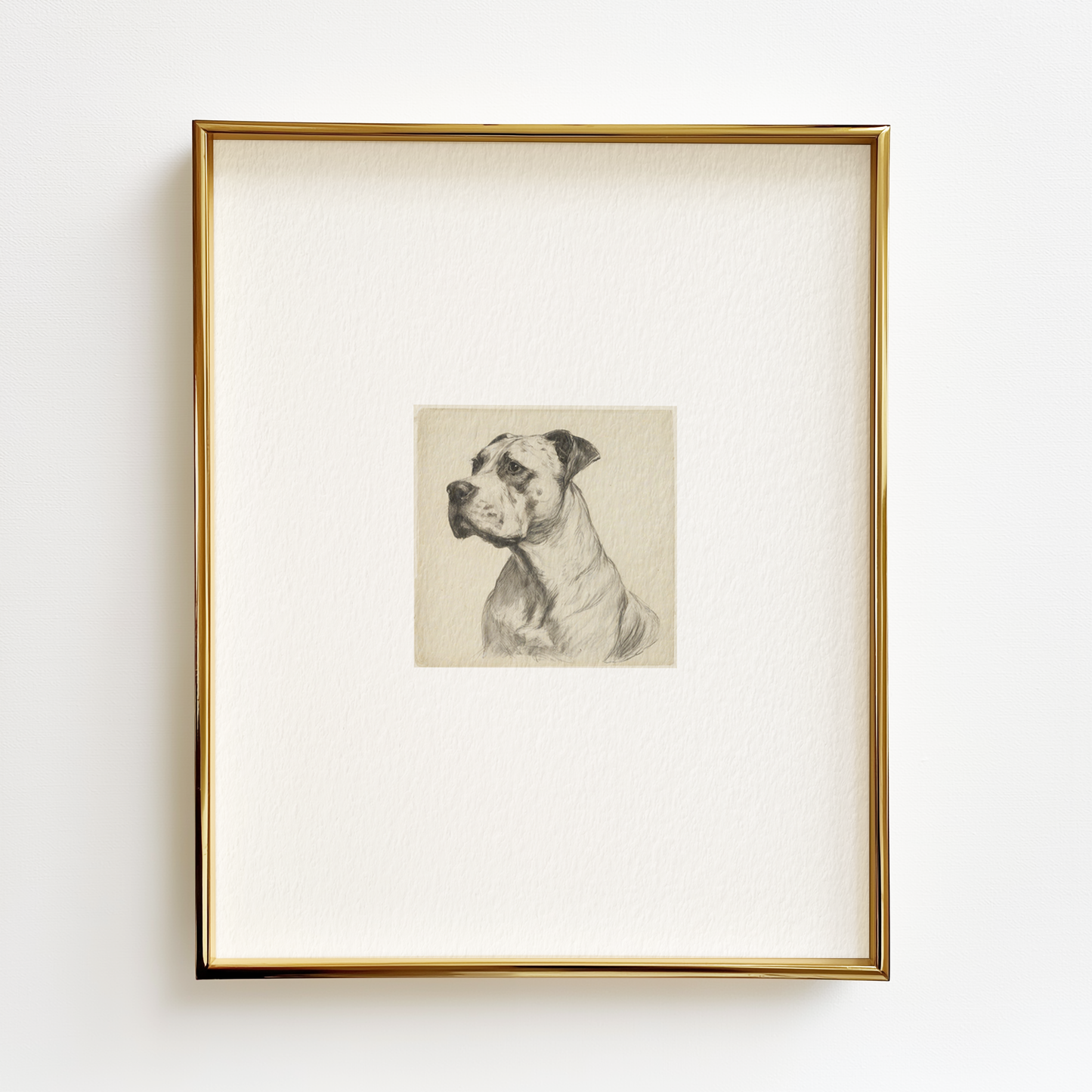 Dogo Argentino Edition .01